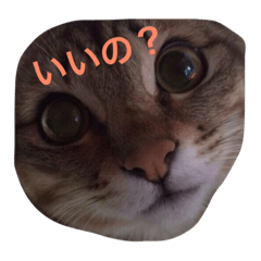 [LINEスタンプ] にゃんすたいる