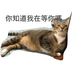 [LINEスタンプ] Qbの中二猫日記