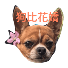 [LINEスタンプ] chihuahua New's Daily