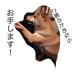 [LINEスタンプ] ☆柴犬はる2☆の画像（メイン）