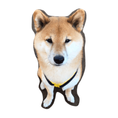 [LINEスタンプ] 柴犬 リキさん