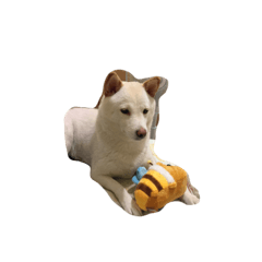 [LINEスタンプ] cute dog haha