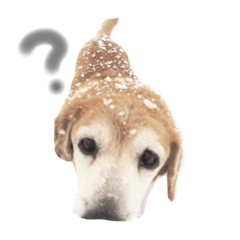 [LINEスタンプ] わたしたちのいぬたち