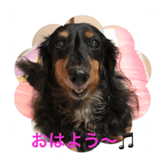 [LINEスタンプ] ミニチュアダックス 寧寧と愉快な仲間達1