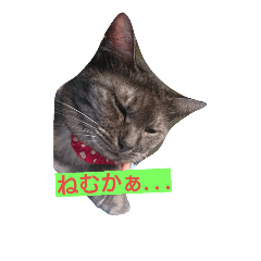 [LINEスタンプ] 猫・ネコ・ねこ 博多弁をしゃべる猫