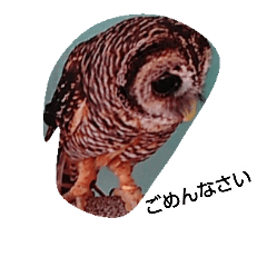 [LINEスタンプ] Greeting of an owl.