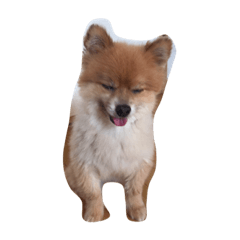 [LINEスタンプ] ポメラニアンのポコさん