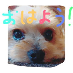 [LINEスタンプ] Yanagawa Dogs
