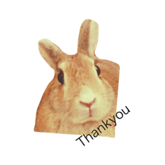 [LINEスタンプ] 日常会話 うさぎとねこ