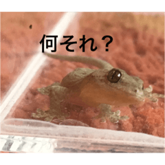 [LINEスタンプ] 爬虫類くん