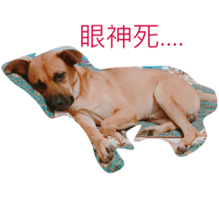 [LINEスタンプ] BDDeveryday