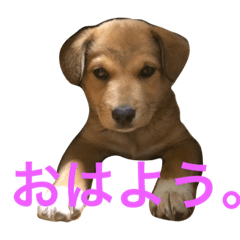 [LINEスタンプ] 犬のちょ子スタンプ