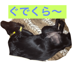 [LINEスタンプ] 黒らぶくらさん(^^)