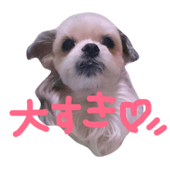 [LINEスタンプ] シーズー犬。ランちゃま