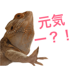 [LINEスタンプ] フトアゴのレーズン 2