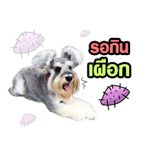 [LINEスタンプ] Meetang Mini Schnauzer