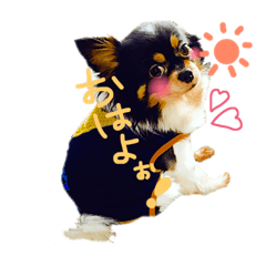[LINEスタンプ] チワワのりあんとミラ