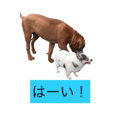 [LINEスタンプ] tosainu＆frends