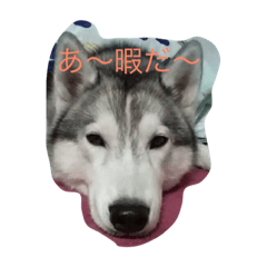 [LINEスタンプ] husky72