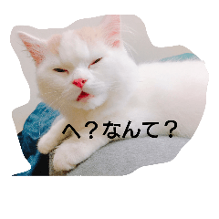 [LINEスタンプ] Pero*the puss in boots