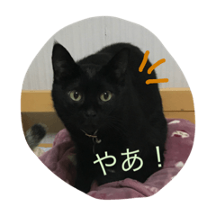 [LINEスタンプ] にゃんこ達の日常~構って編~