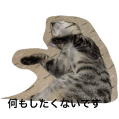 [LINEスタンプ] 猫生活