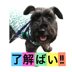 [LINEスタンプ] 黒シュナおときち vol.3 (博多弁)
