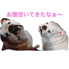 [LINEスタンプ] ブルドッグ編