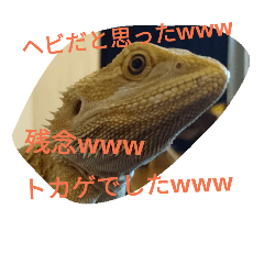 [LINEスタンプ] 怒涛のトカゲラッシュ