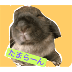 [LINEスタンプ] 今日も元気なうさぎライフ