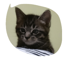 [LINEスタンプ] k.Tabby