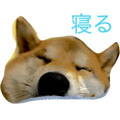 [LINEスタンプ] 柴犬ユキ