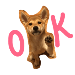 [LINEスタンプ] 豆柴のコハナちゃん。