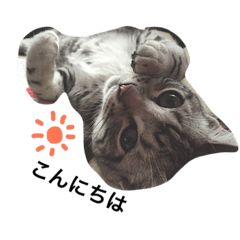 [LINEスタンプ] アメショゆめ
