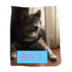[LINEスタンプ] 楽しいワンさん達