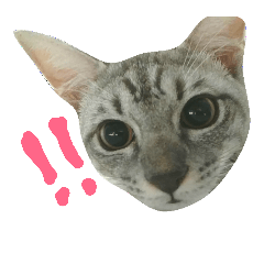 [LINEスタンプ] cat "gin"
