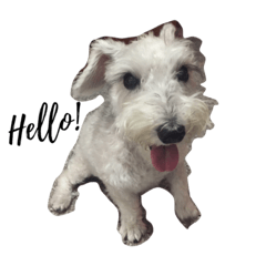 [LINEスタンプ] Chanel Mini-Schnauzer