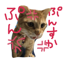 [LINEスタンプ] みやおちやん