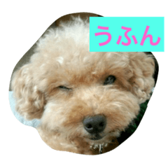 [LINEスタンプ] こっちむいて！はみー