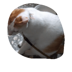 [LINEスタンプ] cat cat live