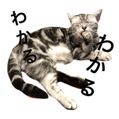 [LINEスタンプ] キング猫チャーリー2