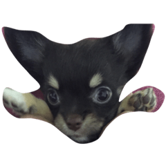[LINEスタンプ] チワワのセリーナ