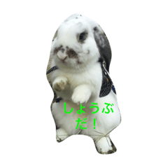 [LINEスタンプ] びーたんとあそぼ