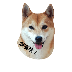 [LINEスタンプ] shiba inu go ahead