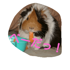 [LINEスタンプ] モルモットGO！GO！