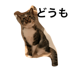 [LINEスタンプ] Kijishiro cat Anna 1