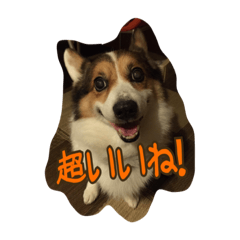[LINEスタンプ] コーギー金太郎スタンプ その2