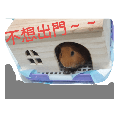 [LINEスタンプ] 5151  Guinea pigs