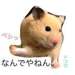 [LINEスタンプ] ハムライフ