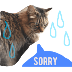 [LINEスタンプ] うちのちゃんこたち